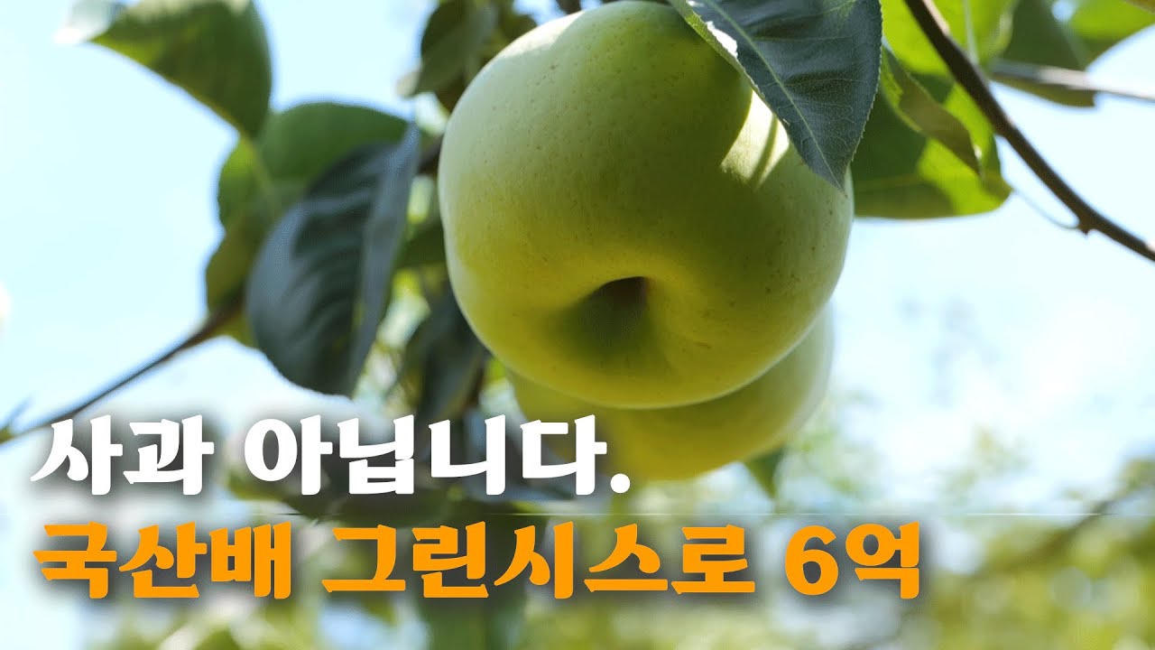 [역전의부자농부 374회] 신품종 배와 신고배로 연6억!