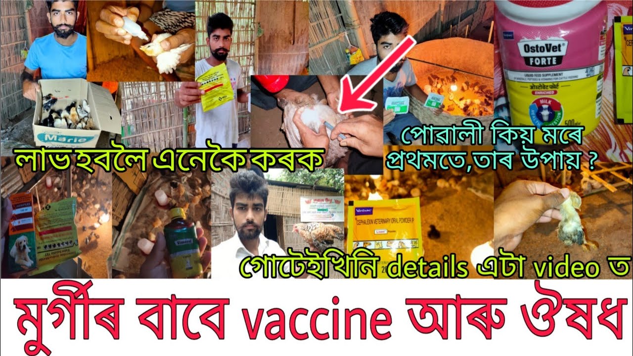 4 মাহত মুৰ্গীক দিয়া vaccine আৰু ঔষধ এইখিনি/অতি প্ৰয়োজনীয় কিছু কথা-মুৰ্গী পালনত লাভ অৰ্জনৰ বাবে