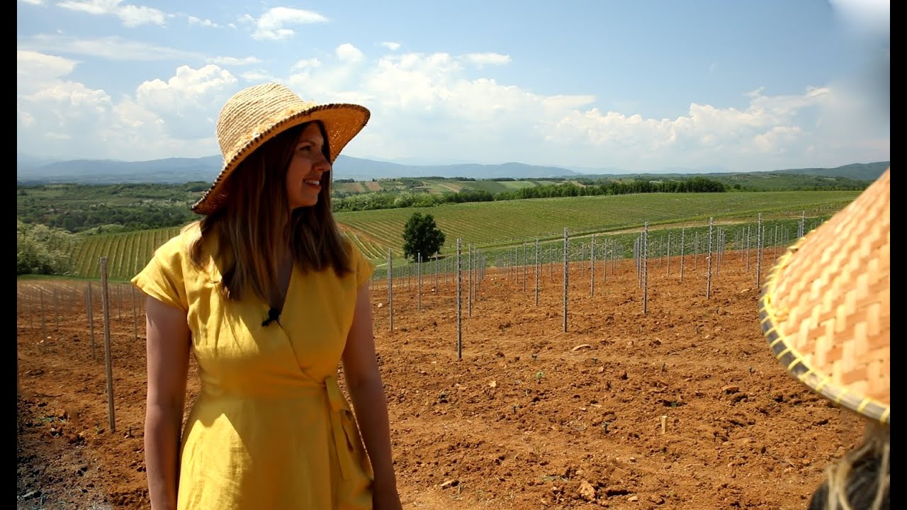 Lady of Wine - Sadnja novog vinograda tamjanike u vinariji Doja