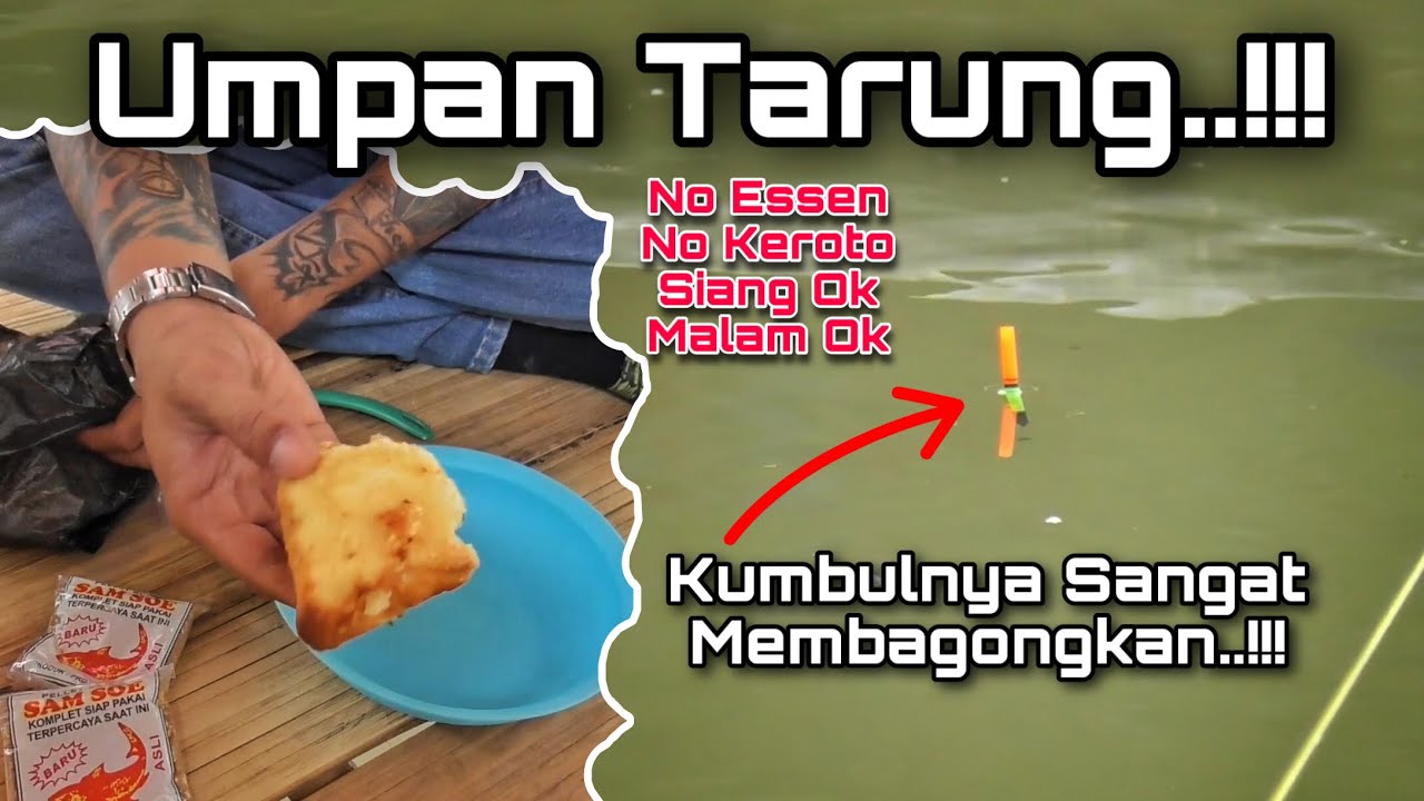 Umpan Tarung Ikan Mas Dijamin Paling Gacor Bahannya Simpel