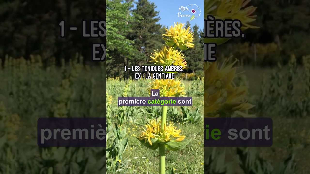 🌿 Les plantes digestives et leur utilité