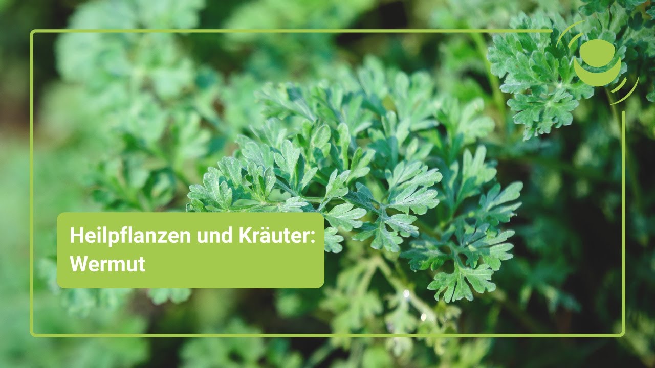 Wermut &ndash; Alles, was du &uuml;ber seine Wirkung wissen solltest.