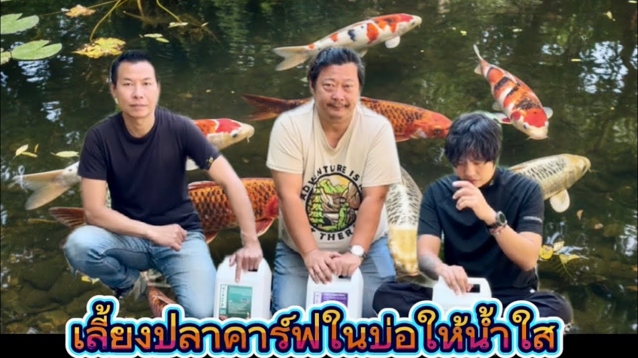เผยเคล็ดลับเลี้ยงปลาคาร์ฟในบ่อใหญ่ให้น้ำใสด้วยวิธีที่ง่ายที่สุด ด้วย Wizard
