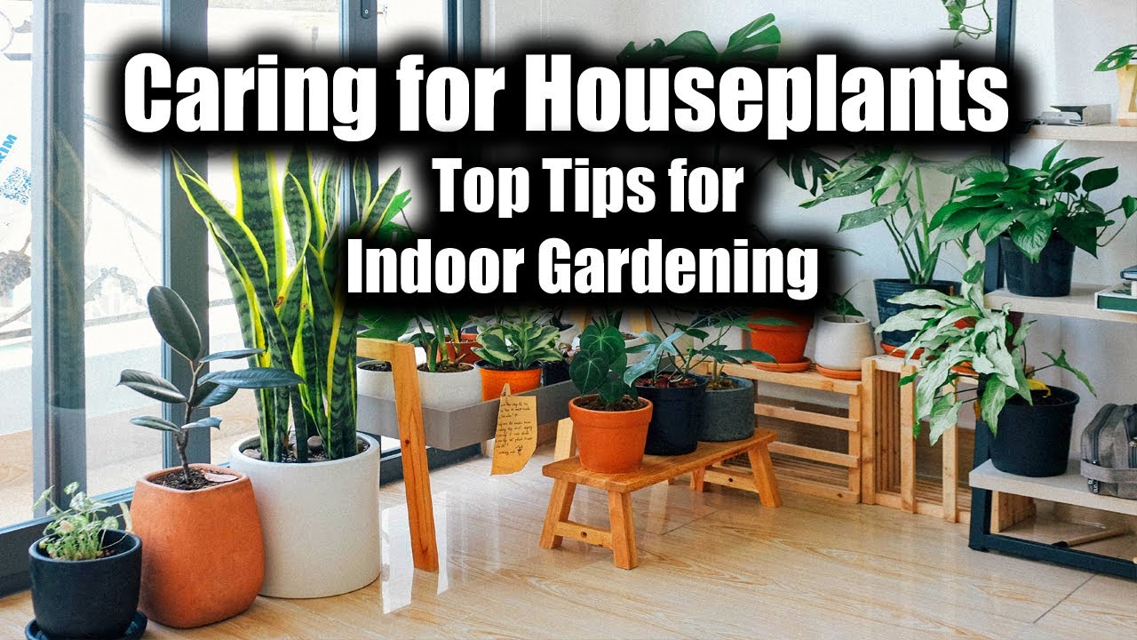 Caring for Houseplants: Top Tips for Indoor Gardening