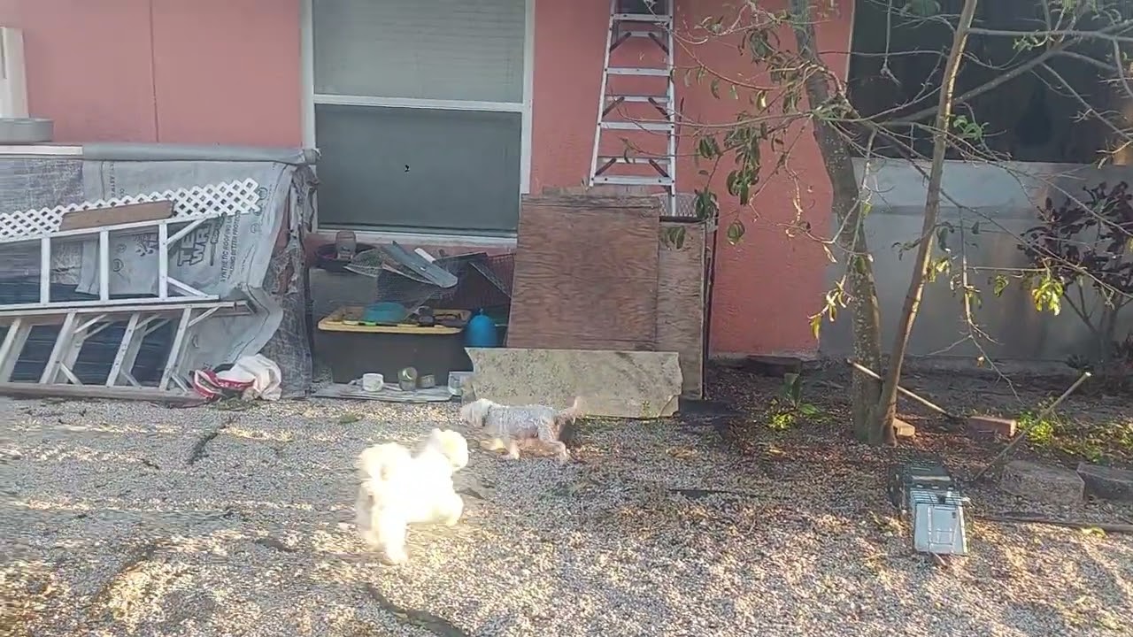 The TNT pigeons Loving this weather