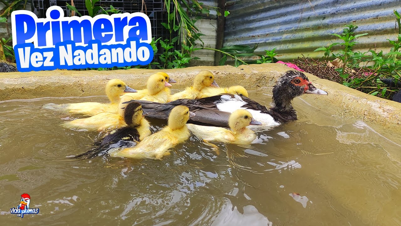 Los Patitos Bañando por Primera Vez 🦆 Después de 15 Días