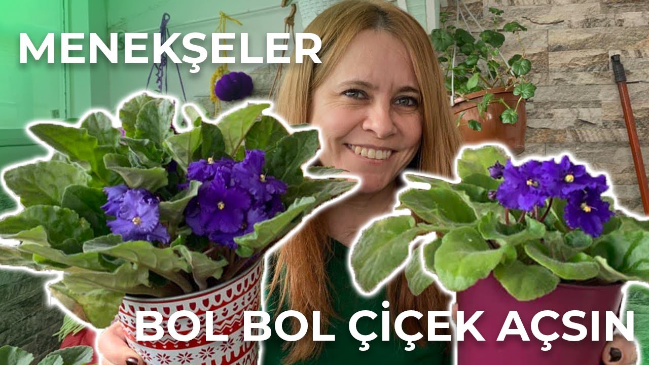 Menekşelerinize Nasıl Daha Çok Çiçek Açtırabilirsiniz? | Menekşe Bakımı 🌱