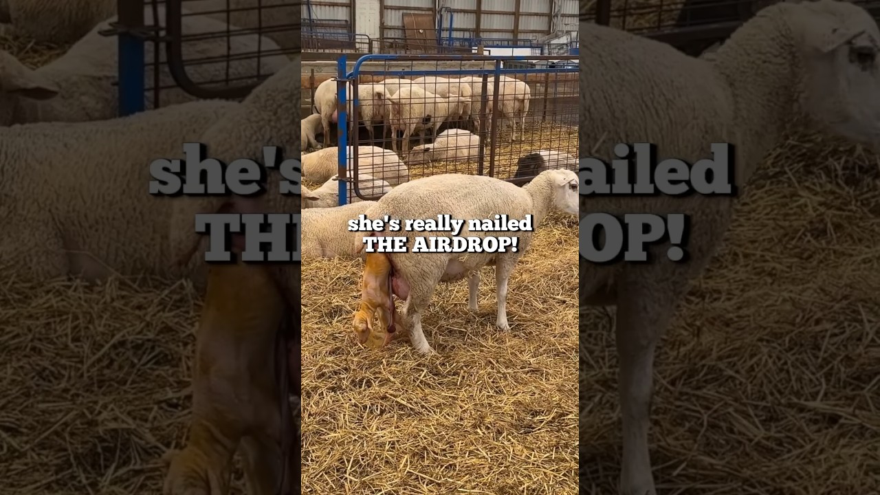 MAMA&rsquo;S AIRDROPPING TRIPLETS!! #sheep #lambing #triplets