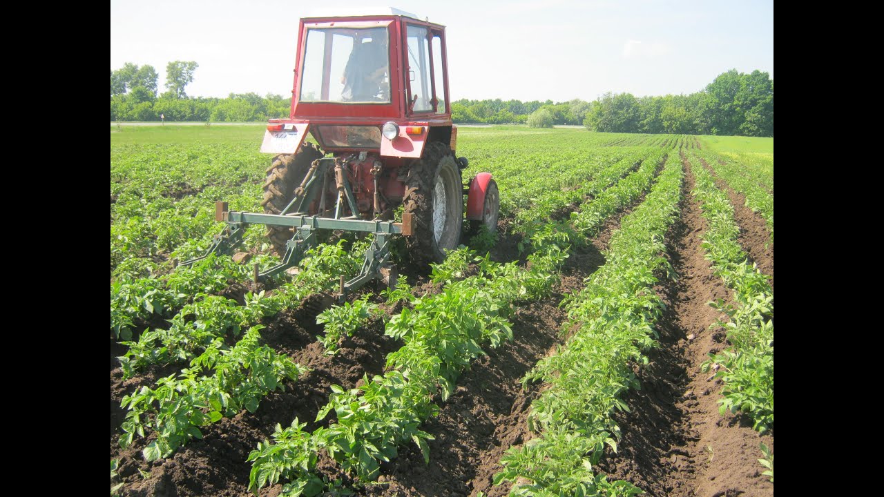 Т-25 окучует картофель на тяжелом черноземе, гребётся но не здается.