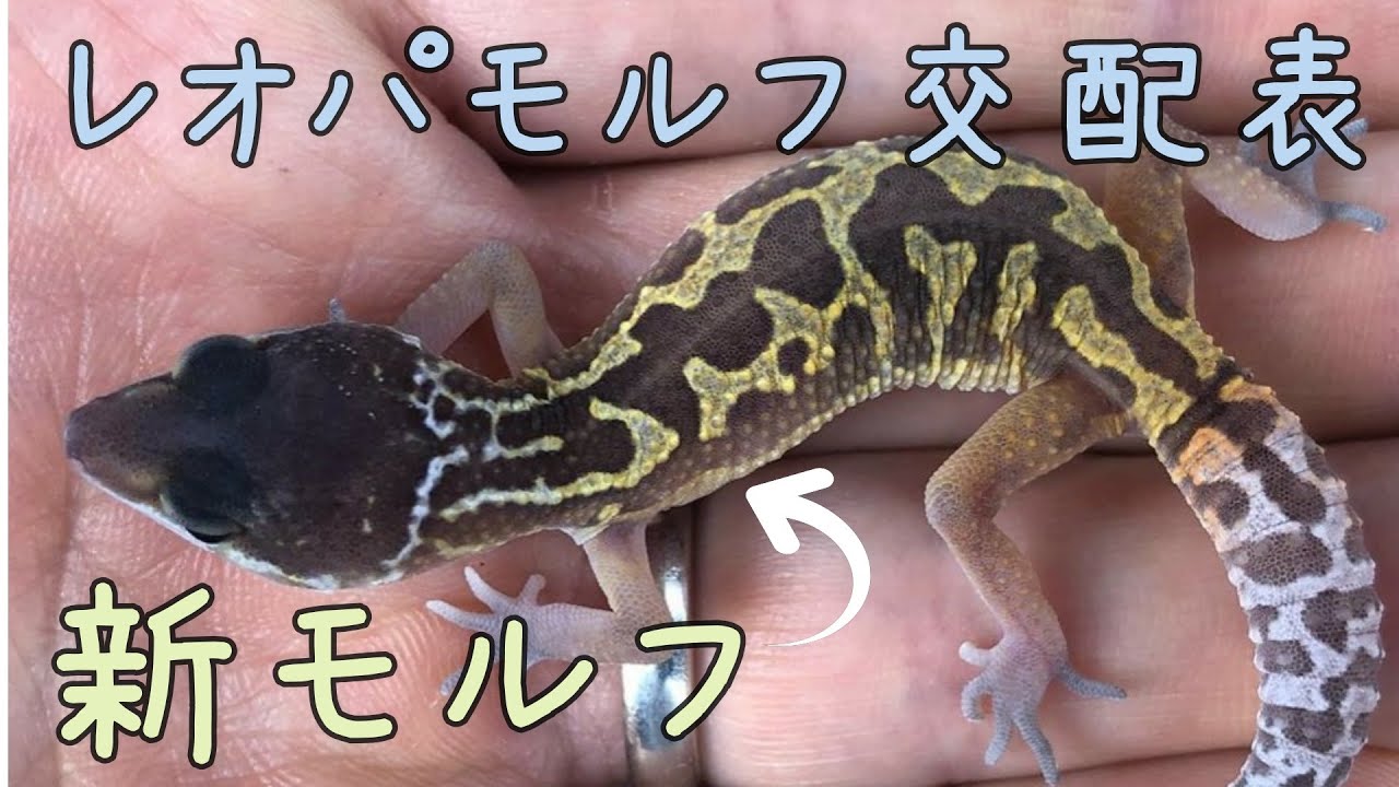 ヒョウモントカゲモドキモルフ計算＆交配表