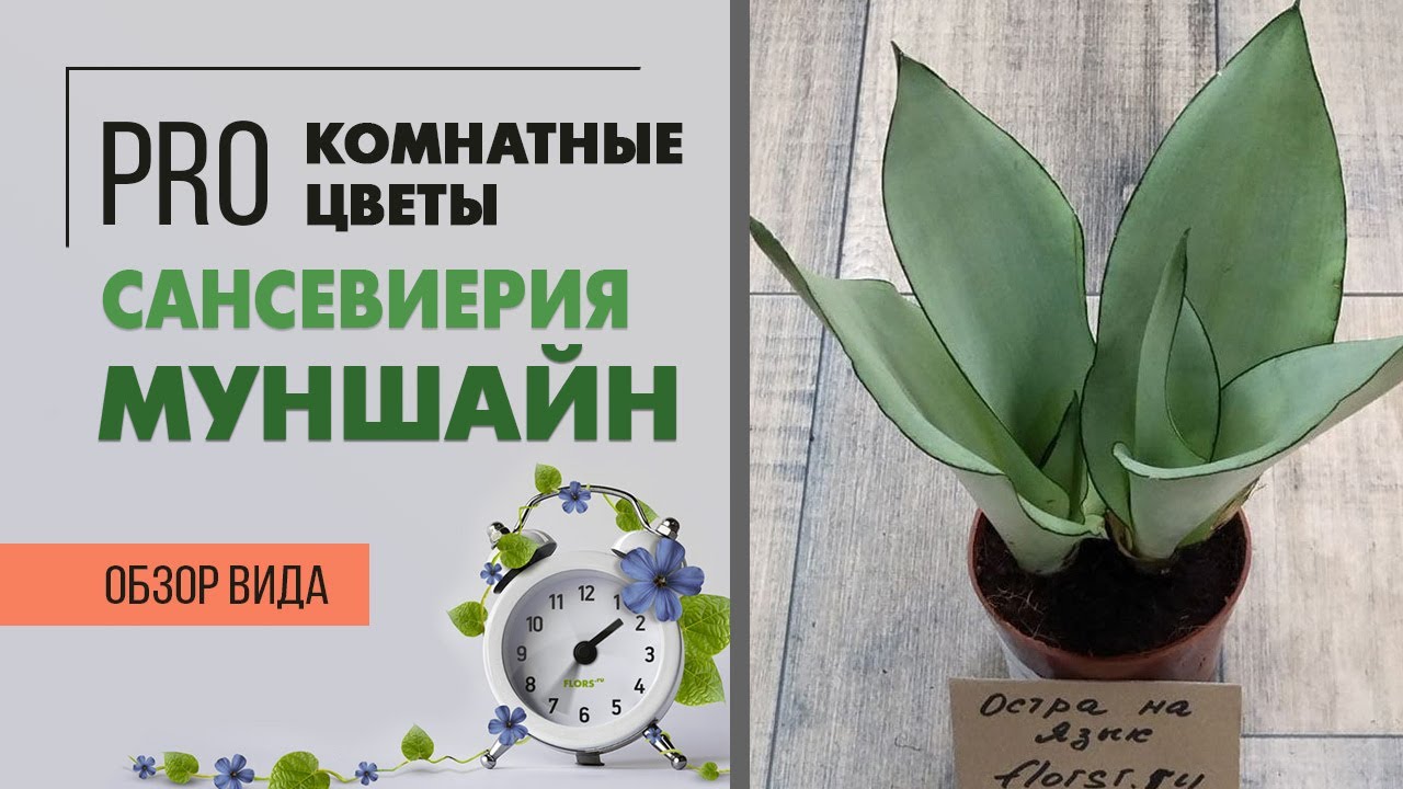 Сансевиерия Муншайн  - редкая и эффектная экзотическая сансевиерия | Не обычный щучий хвост