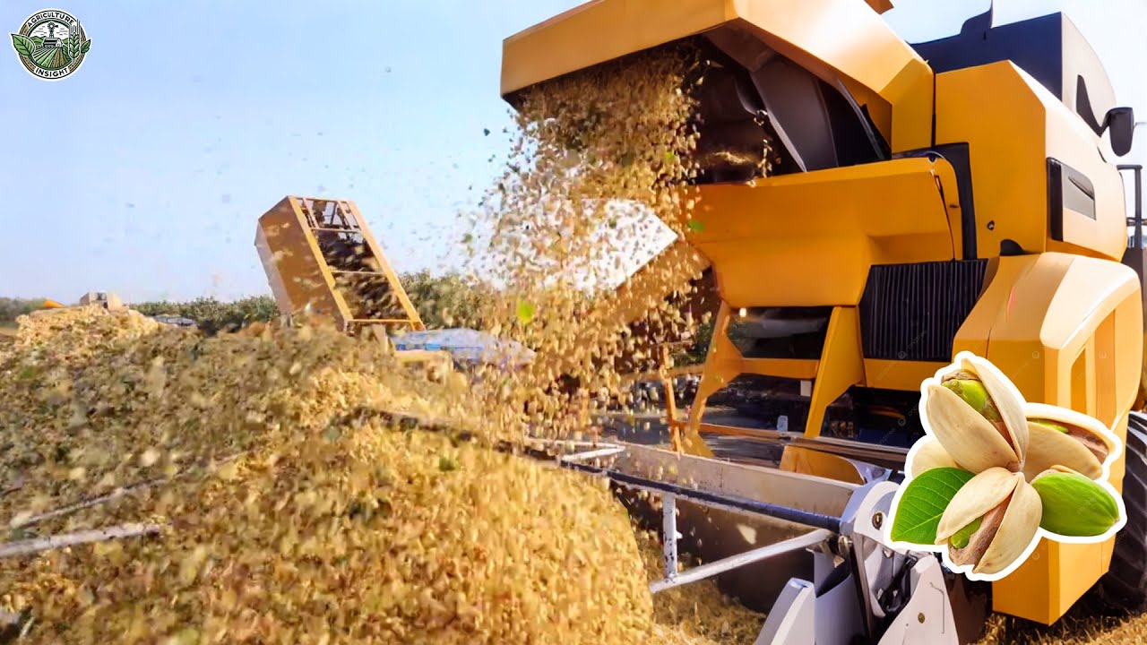 1.5 Billion Pounds Of Pistachio Are Harvested By American Farmers This Way | Agriculture Technology