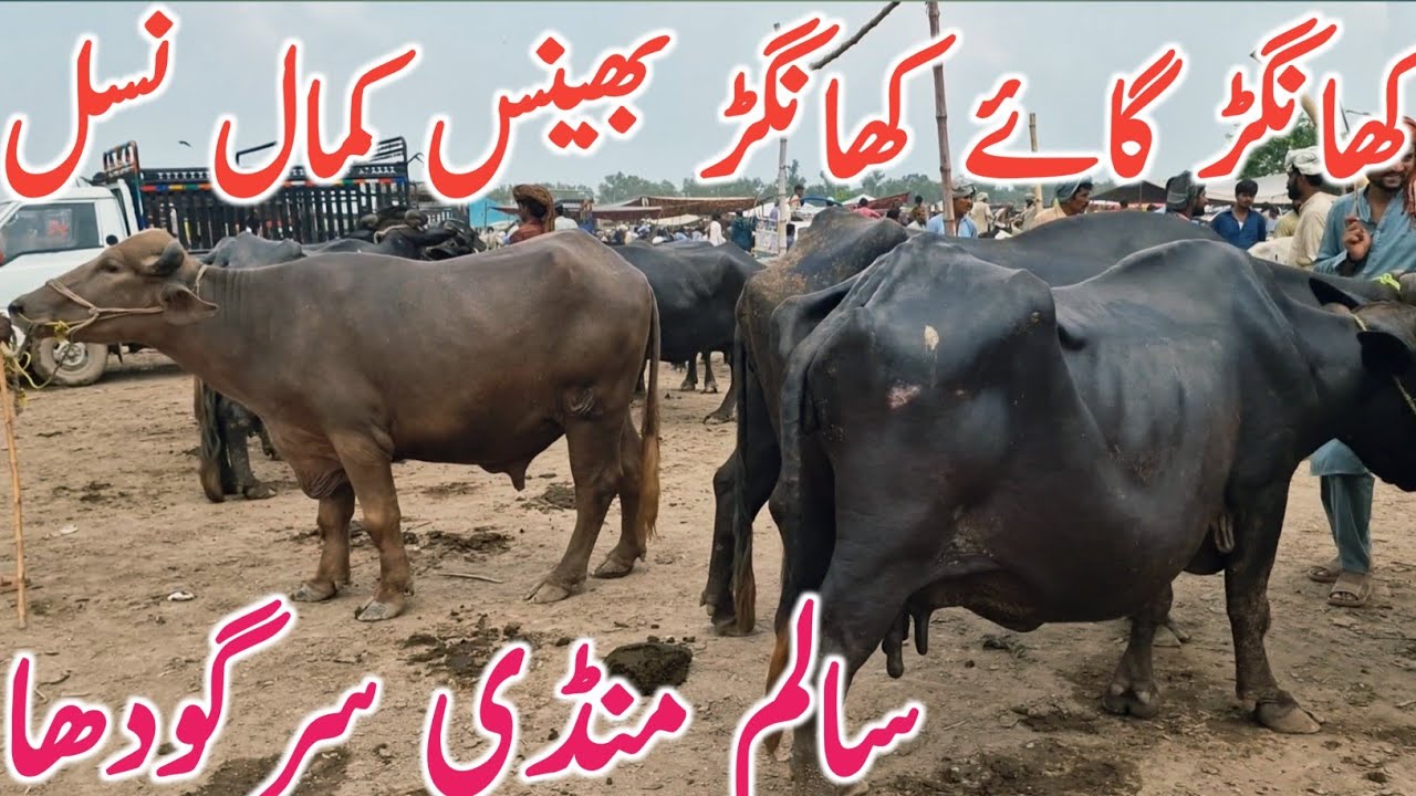 Salem Cow Mandi | Holstien Friesian Jersey Cholistani Cross Khanger Cow And Buffalo || Mandi Star