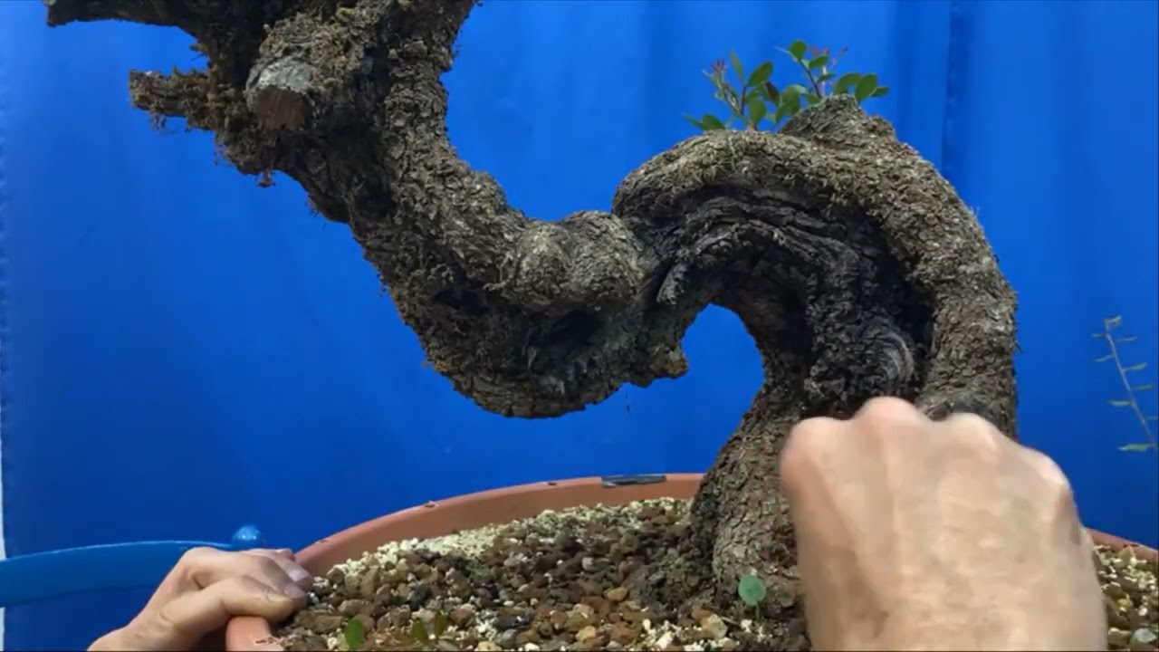 06 04 2022 Prebonsai di Lentisco prima lavorazione