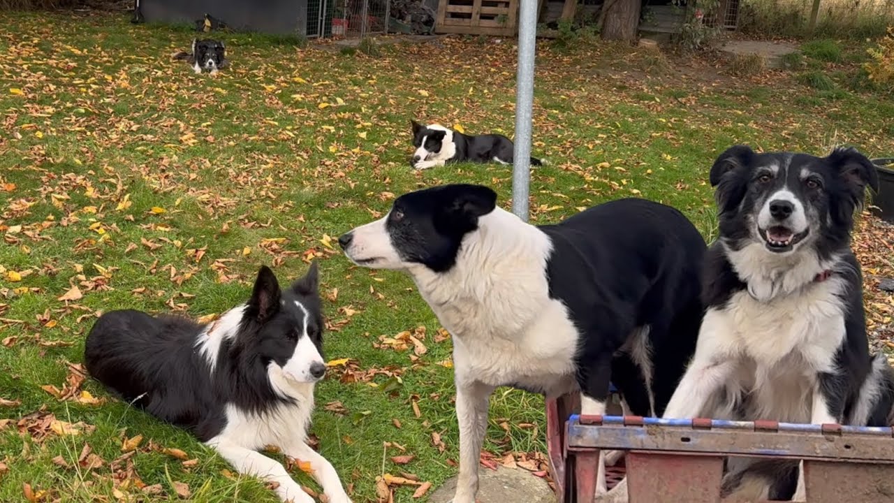 Sunday with 4 dogs no the farm and at home. My sheep died