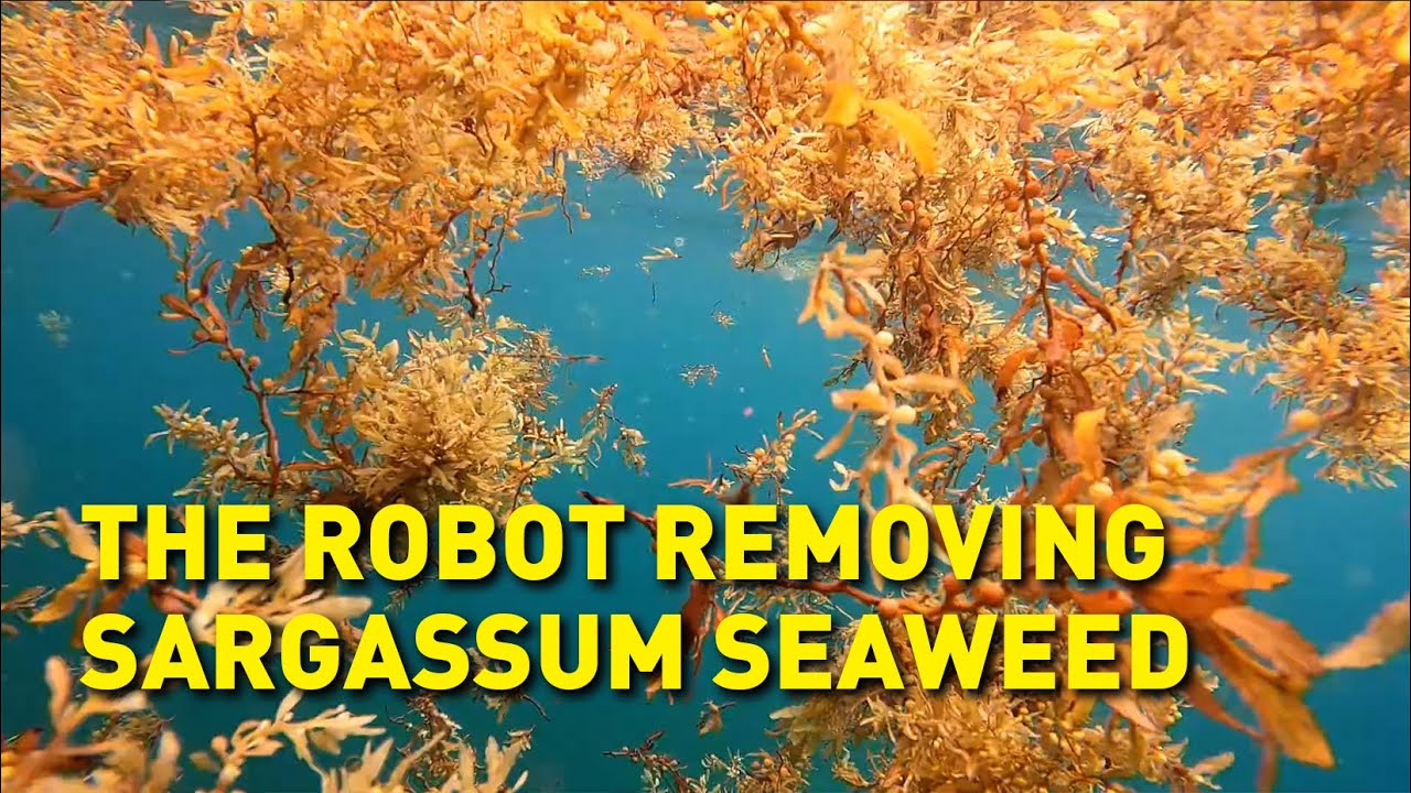 Могут ли морские водоросли помочь решить климатический кризис?