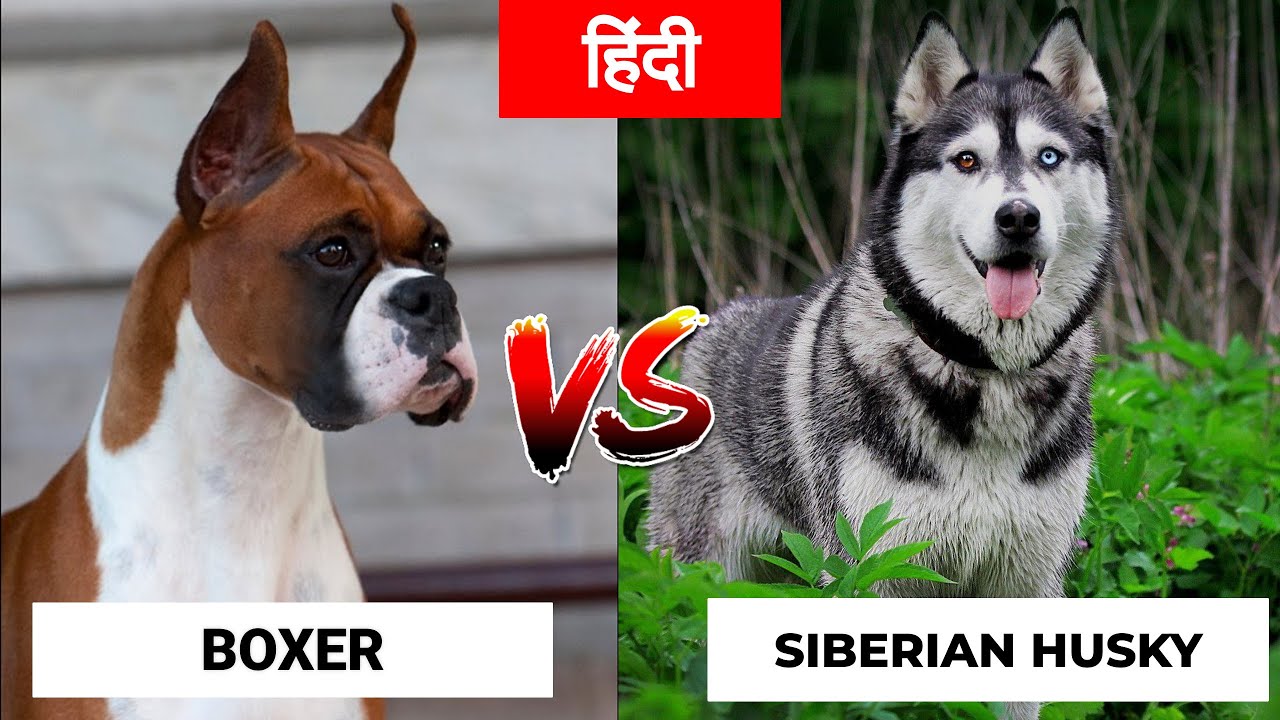 Boxer Vs Siberian Husky in Hindi | Dog VS Dog | PET INFO | Which One is Best For You as Pet?