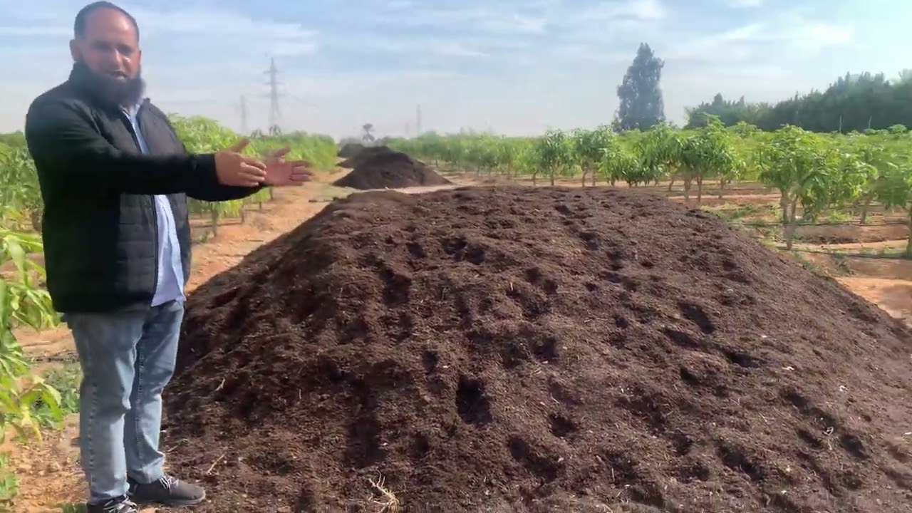 مزارع  الامهات في مشاتل شركة الصفوة للتنمية الزراعية