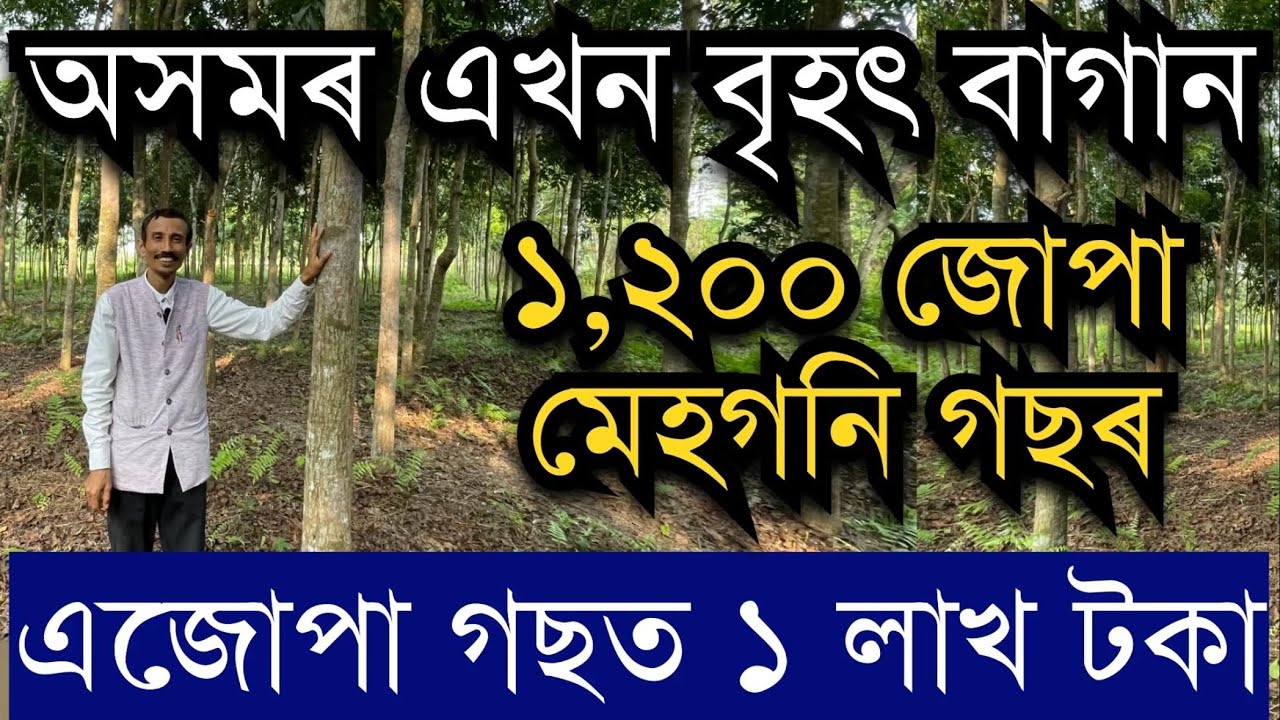 ১২০০ মেহগনি গছৰ এখন বৃহৎ বাগান॥African Mahogany farm in Assam॥African Mahogany Plantation in Assam