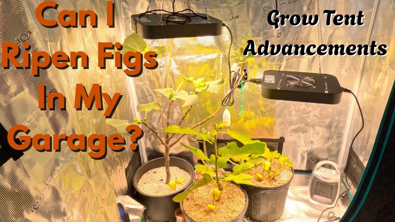 You Don’t Need a Fancy Setup to Grow Figs Indoors | Budget Grow Tent Tour