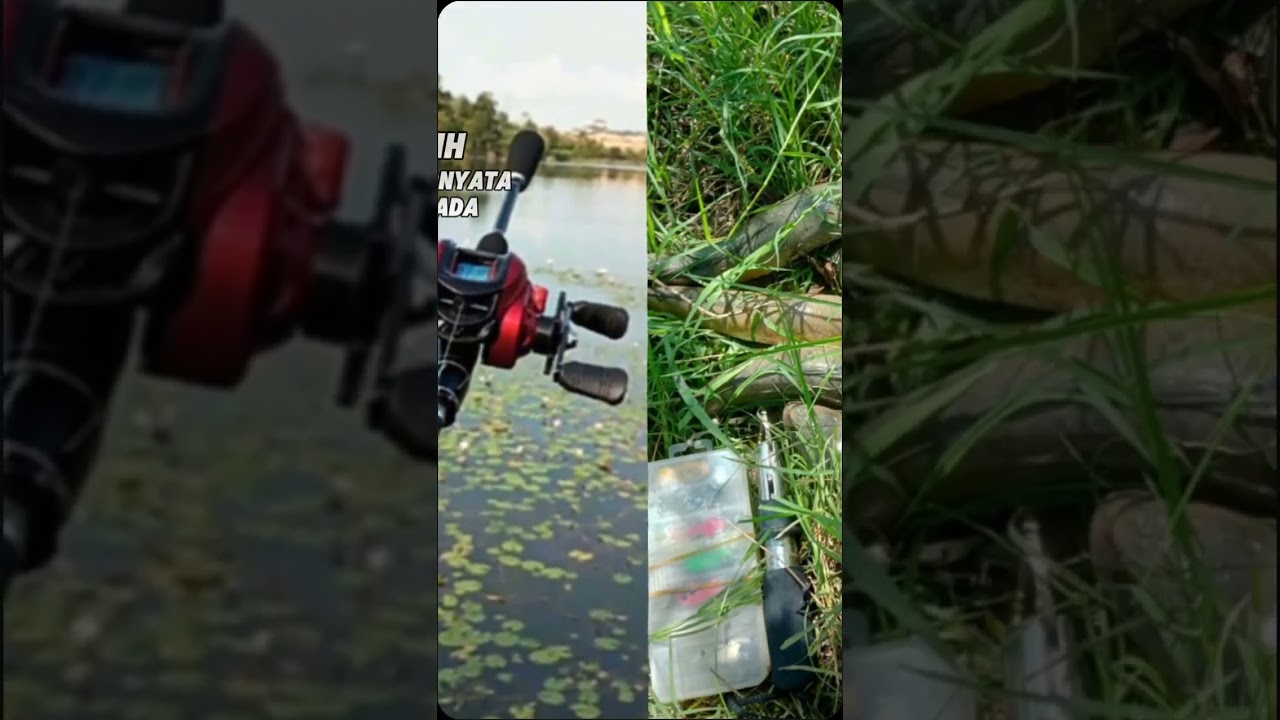trend mancing