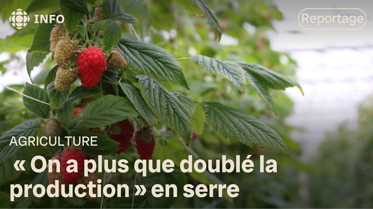 La part de production de fruits et de légumes du Québec augmente
