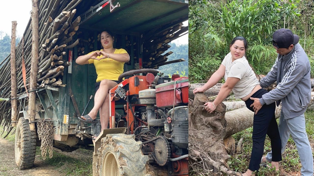 Rural life in reality: transporting firewood using agricultural vehicles.