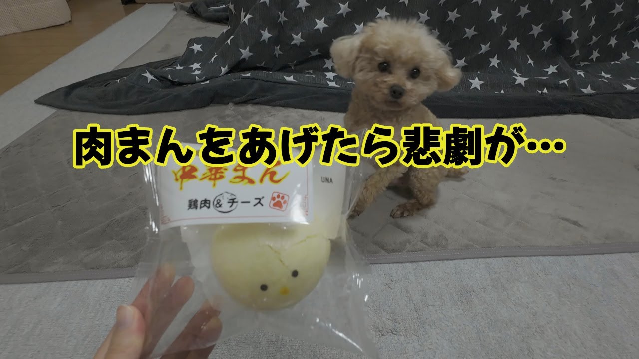 【悲劇】愛犬に肉まんをあげたら悲劇が起きました…