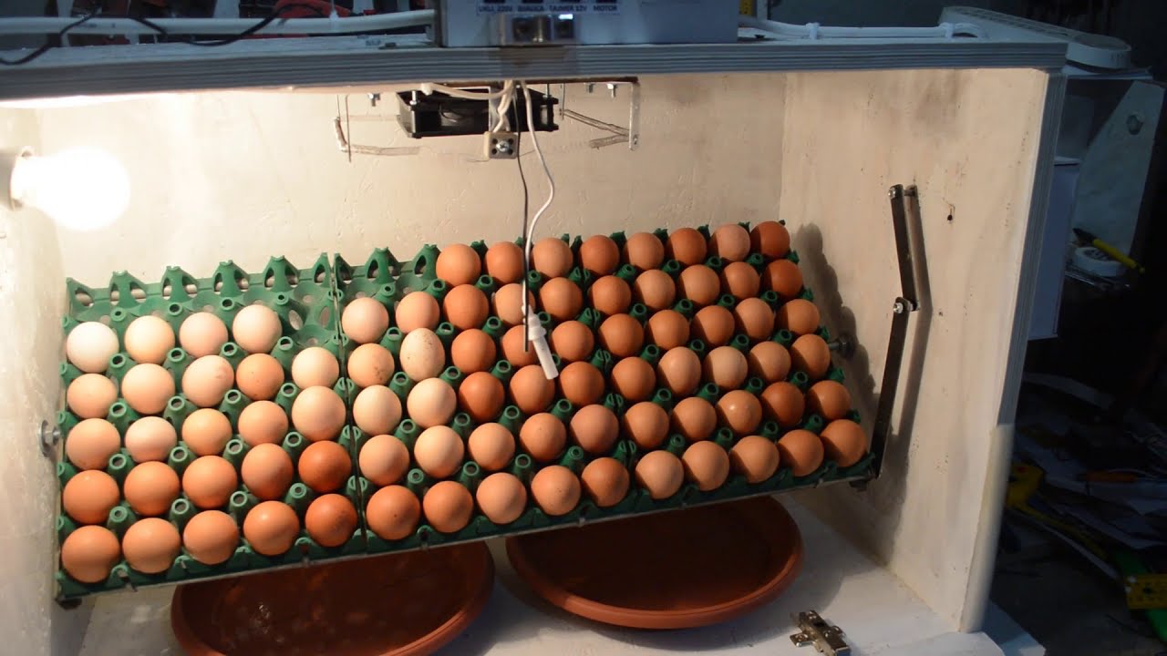 How to make an automatic incubator for 90 eggs