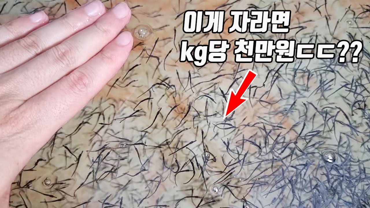 먹이값만 연간 6억!!! 몸값비싼 해마 수백만마리를 키우는 세계최대 해마양식장입니다.