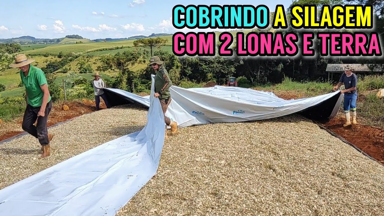 Cobrindo o monte de SILAGEM com duas lonas e terra