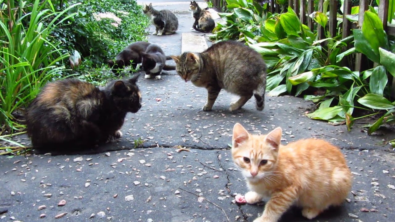 27 cats want food