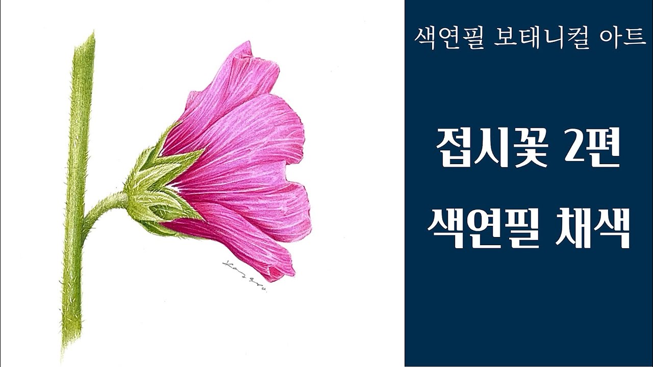 색연필기초/접시꽃 2편/색연필 채색편/색연필 보태니컬아트 /colored pencils botanical art