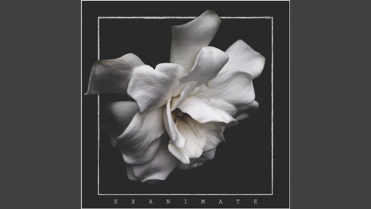Bloom