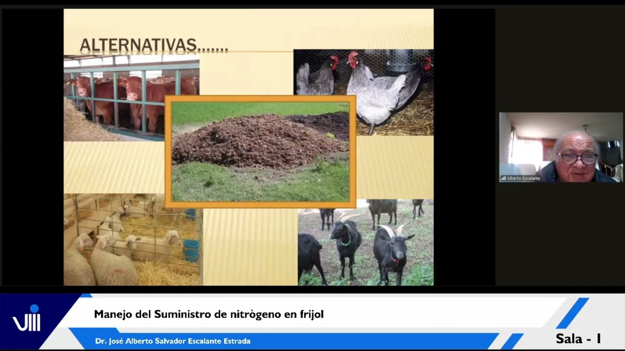 Manejo del Suministro de nitrògeno en frijol