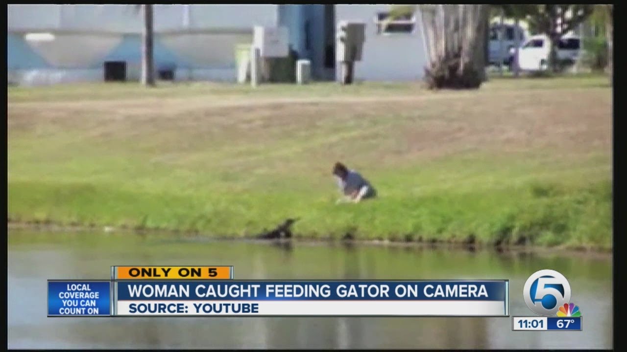 Woman caught feeding gator on camera