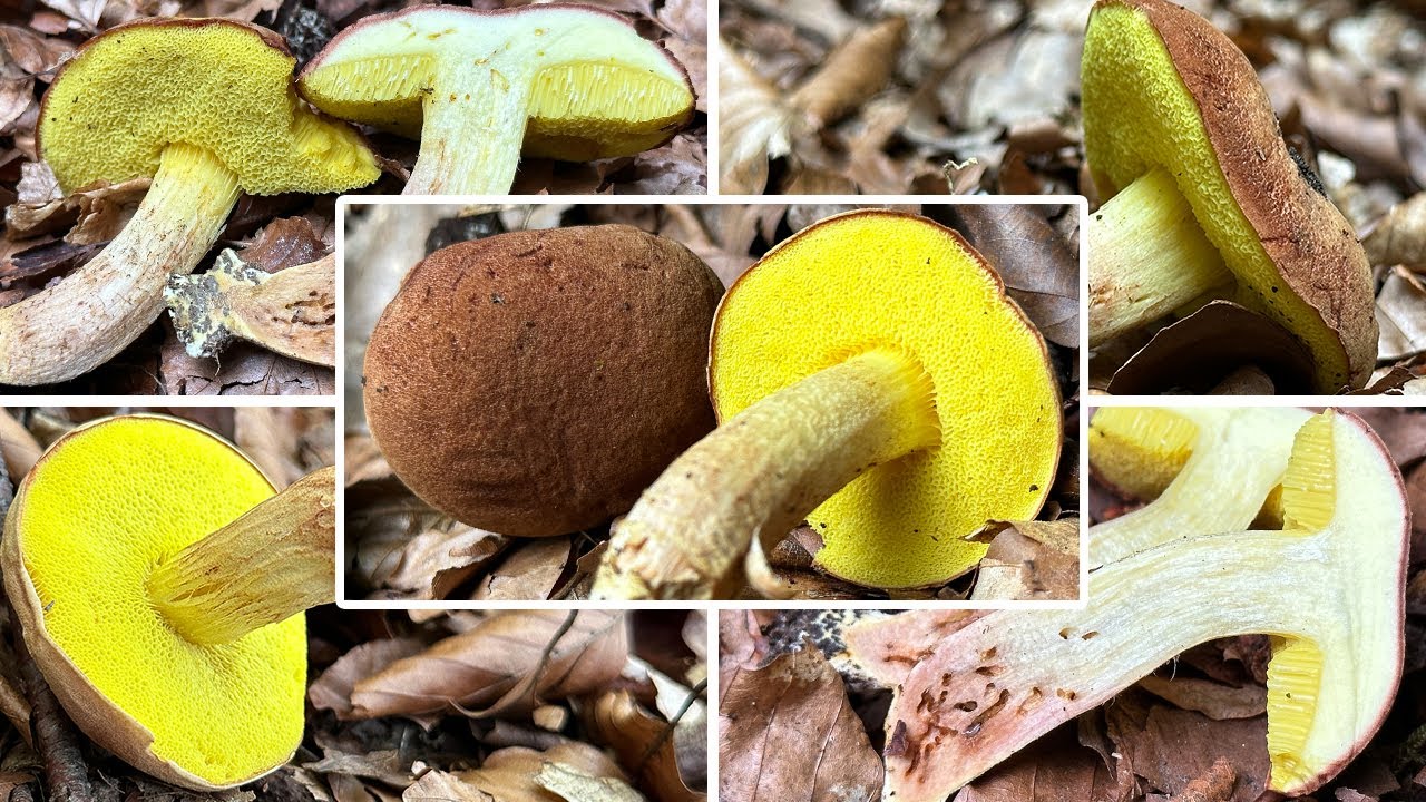 Ziegenlippe Verwechslung | Hellstieliger Filzr&ouml;hrling, Schafheiterl | Xerocomus subtomentosus