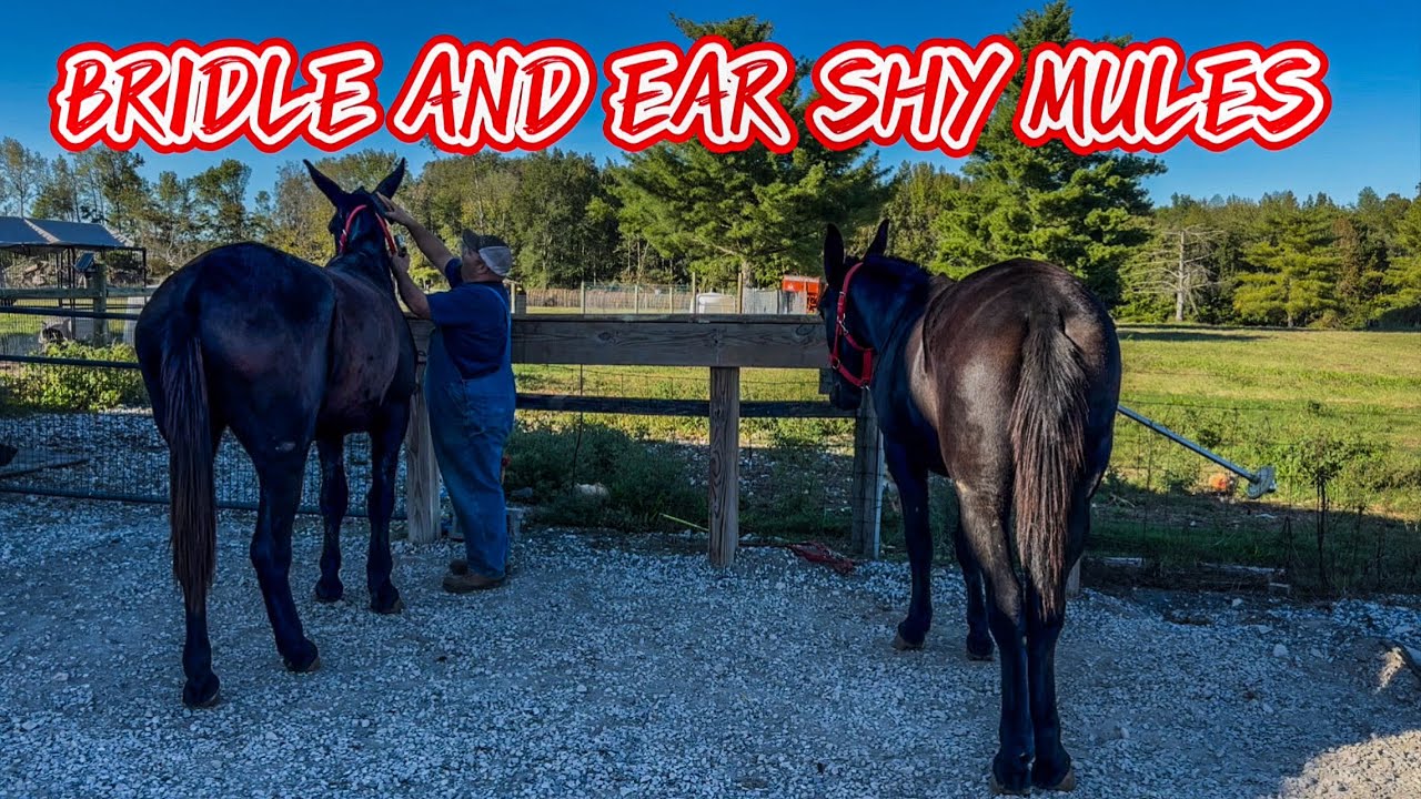 IS YOUR MULE OR HORSE HEAD SHY? TRAINING DRAFT MULES #153