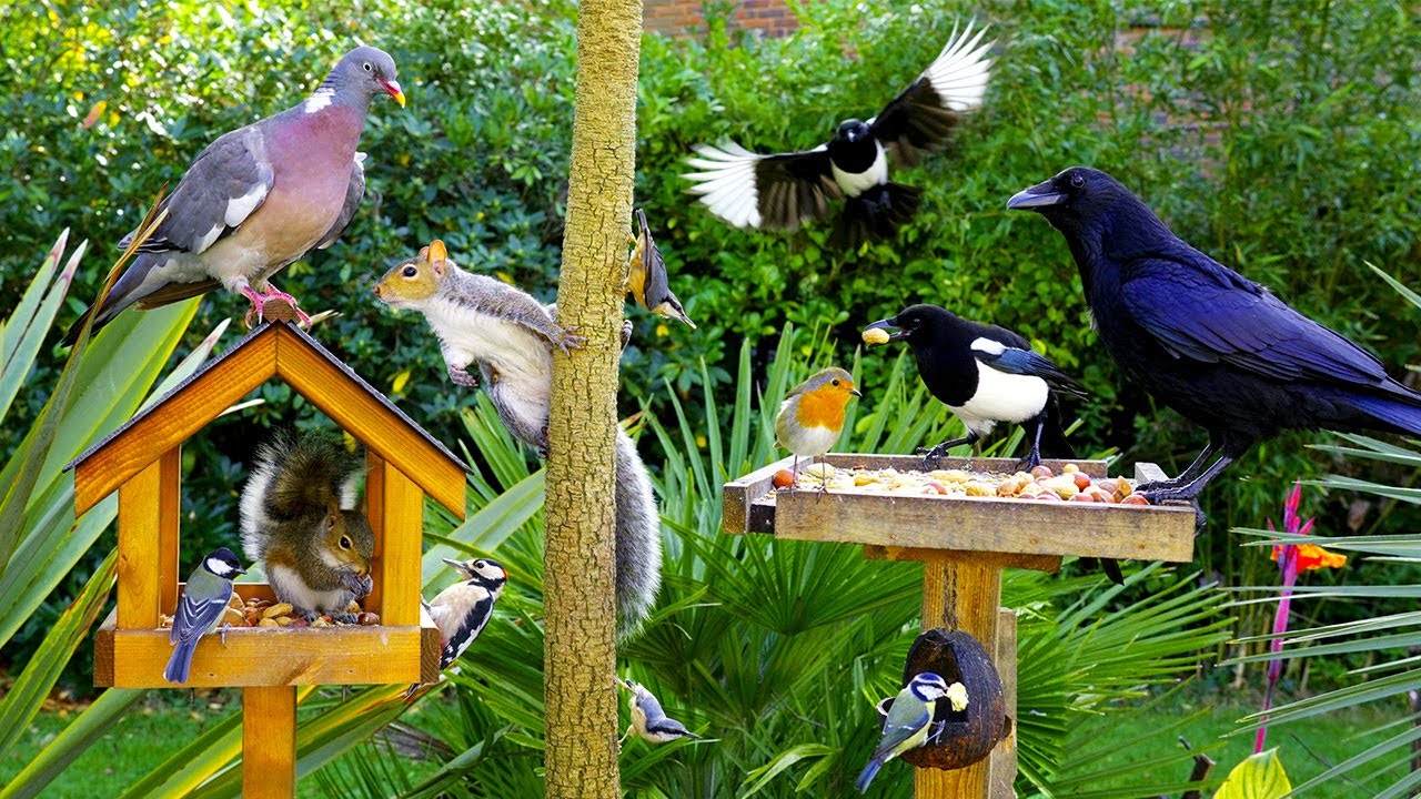 Тв для кошек 🕊️ Птицы и белки слетаются на птичьи столы 🐿️ Птицы для кошек 4K HDR