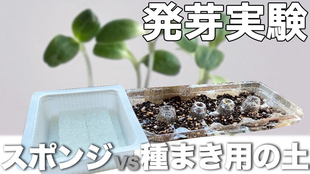 【室内発芽実験】レタスミックス・スポンジVS種まき用の土