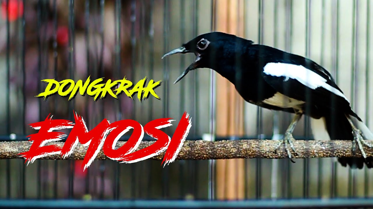 KACER GACOR DONGKRAK EMOSI, PANCINGAN CEPAT BONGKAR ISIAN