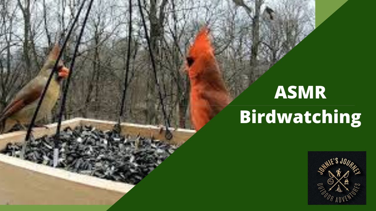 ASMR birdwatching