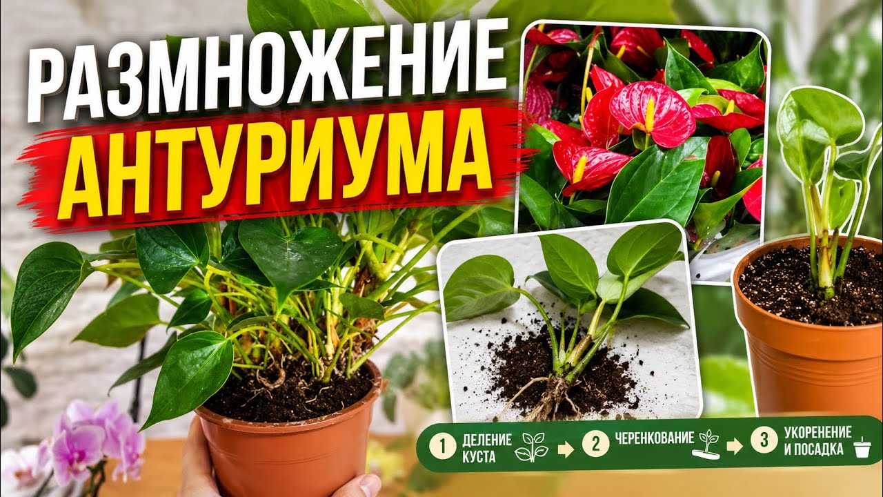 Размножение антуриума. Как омолодить и разделить антуриум#антуриум #цветыдлядома#атуриумцветение