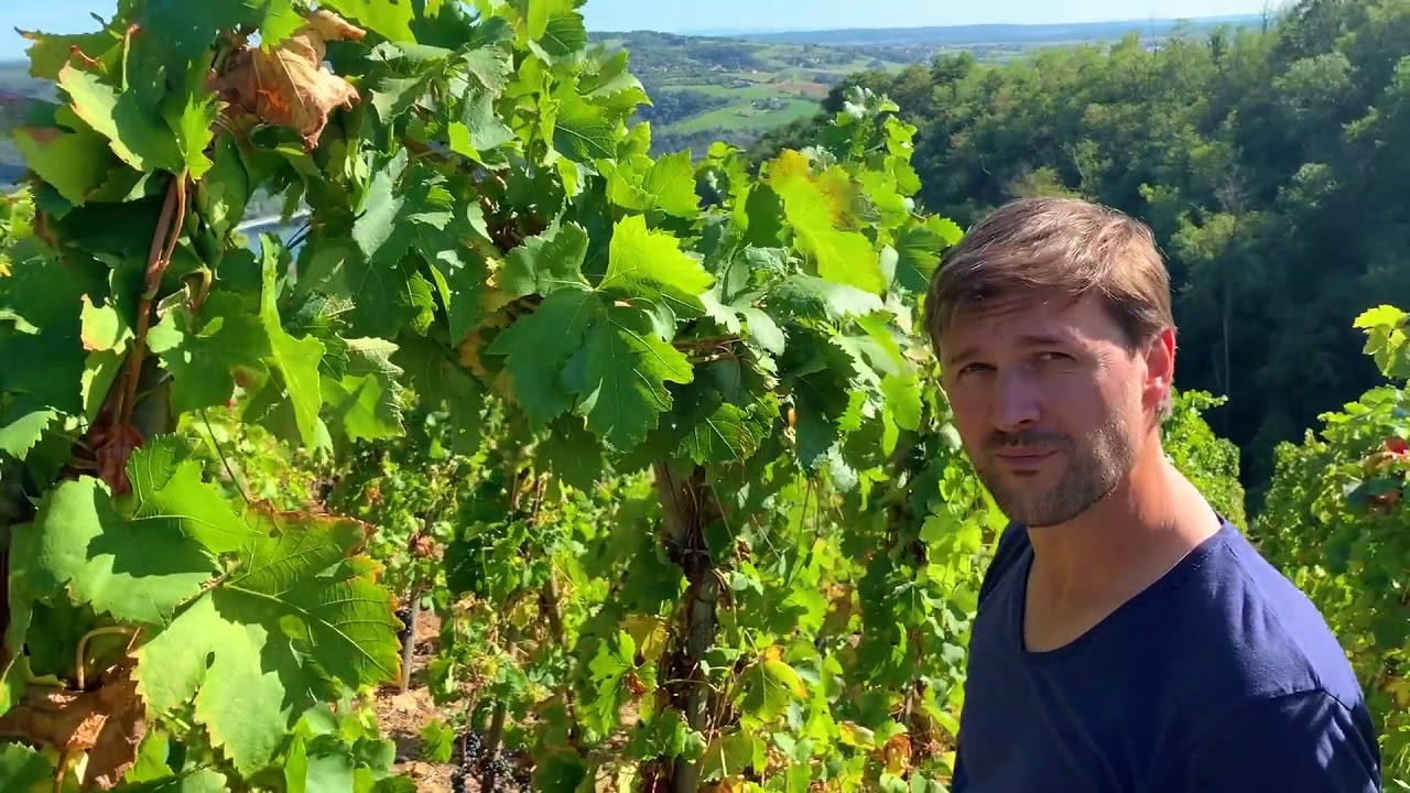 In the Vineyard with Stéphane Ogier: The Canopy Connection