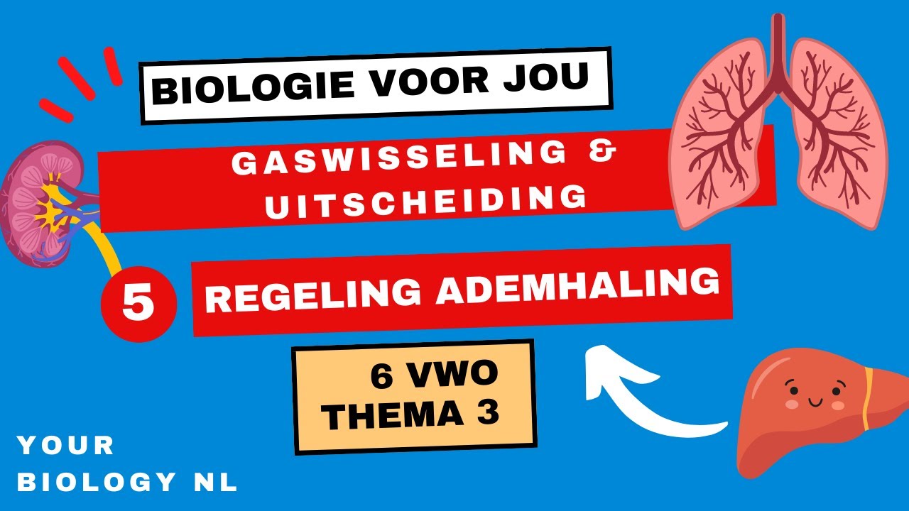 6 vwo | Gaswisseling & Uitscheiding | 5 | Regeling ademhaling