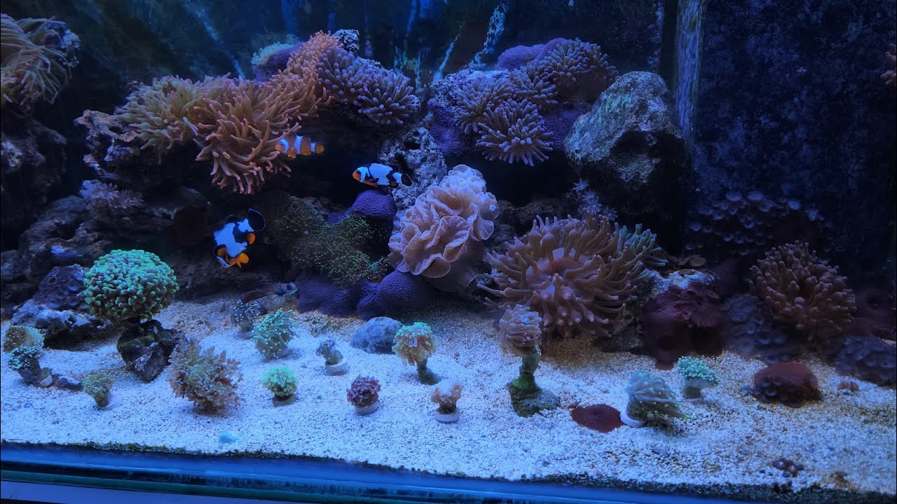 FISHLAND AKVARYUMDAN GELEN YENİ MERCANLAR