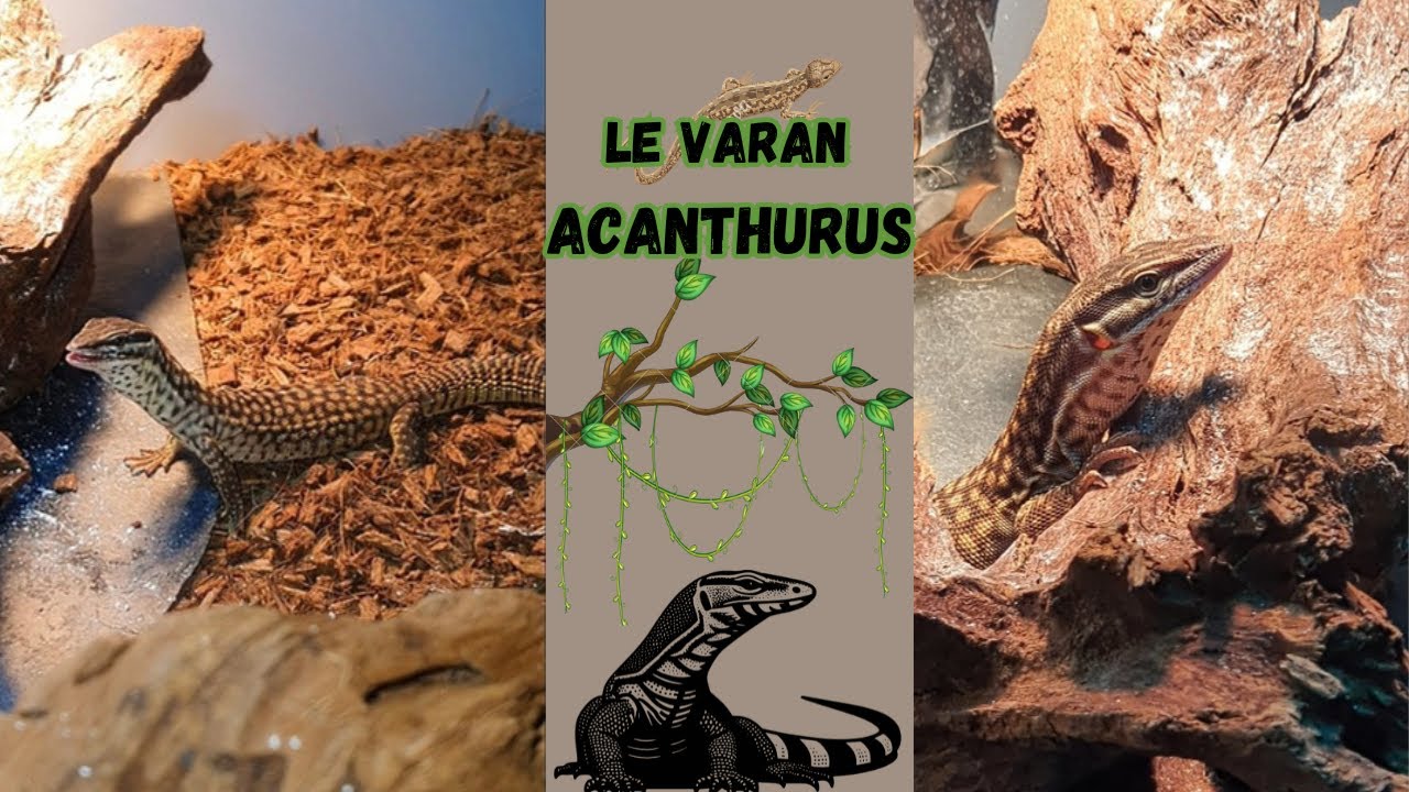 Le Varan Acanthurus