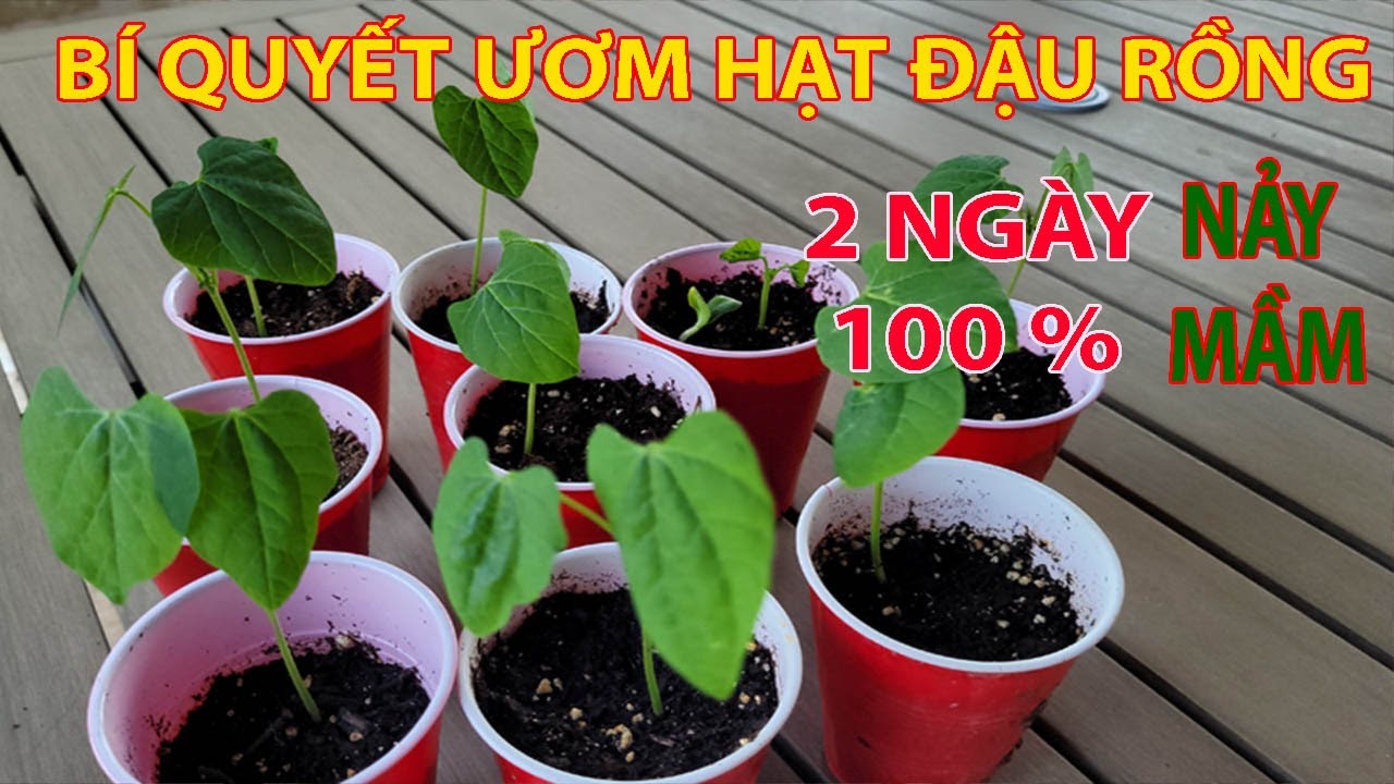 CÁCH TRỒNG ĐẬU RỒNG/BÍ QUYẾT ƯƠM HẠT ĐẬU RỒNG NHANH NẢY MẦM/Trinh Cuộc Sống Mỹ