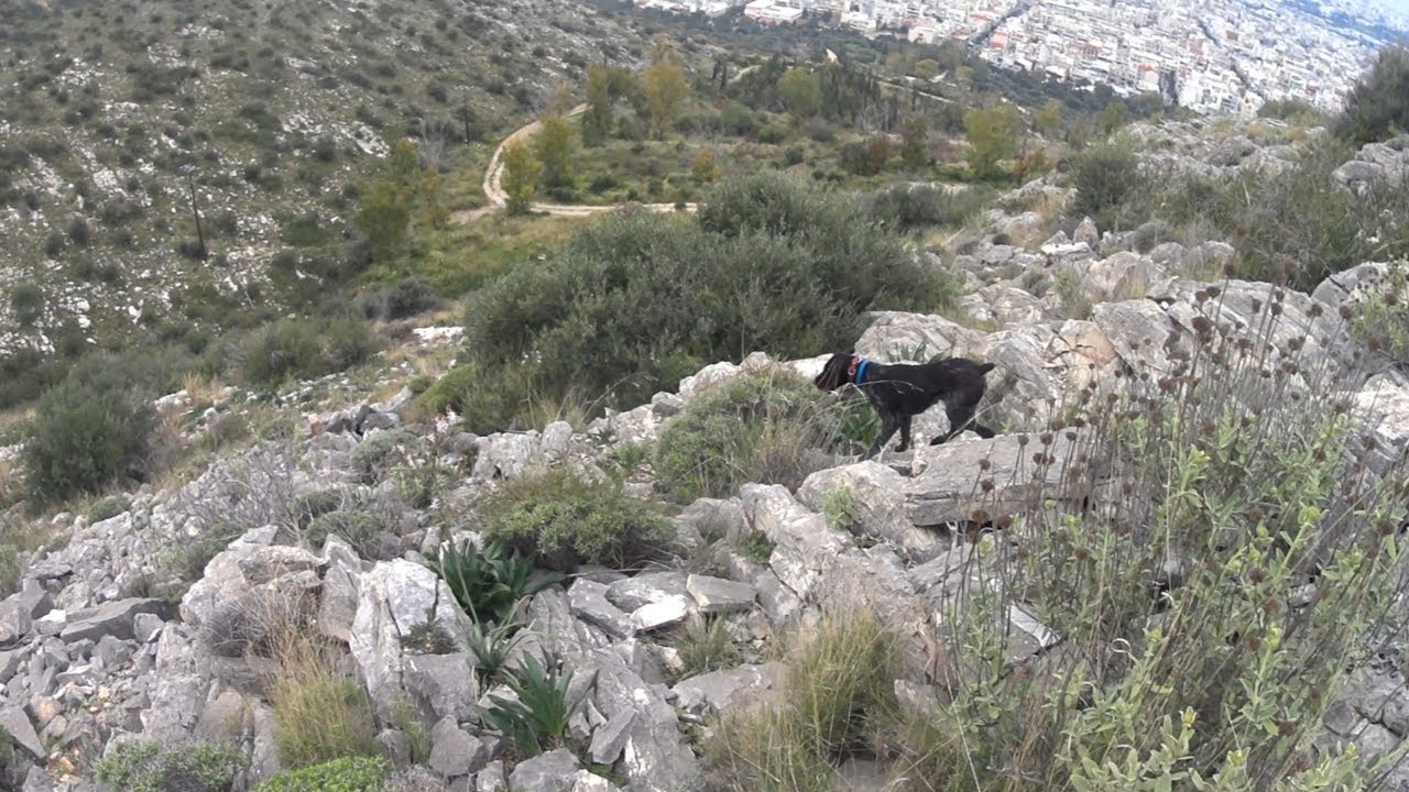 ΝΤΡΑΤΧΑΑΡ : ΕΚΠΑΙΔΕΥΤΙΚΑ ΣΕ ΑΓΡΙΑ ΠΕΡΔΙΚΑ | DRAHTHAAR : TRAINING ON PARTRIDGE. ΜΕΡΟΣ 1ο.