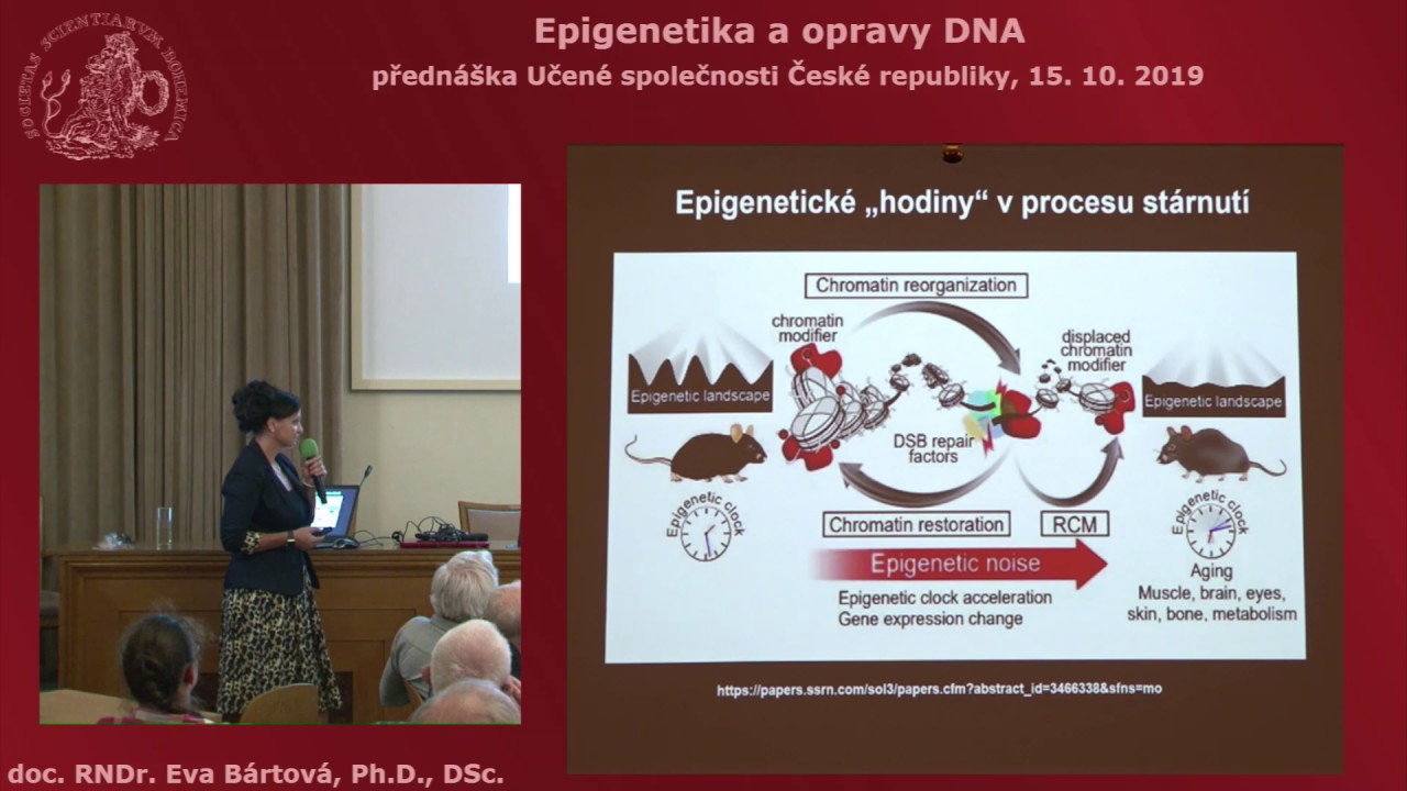 Eva Bártová: Epigenetika a opravy DNA